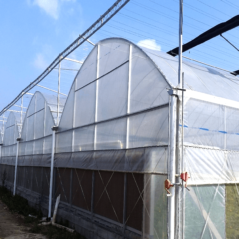 Greenhouse Film（News) (1)