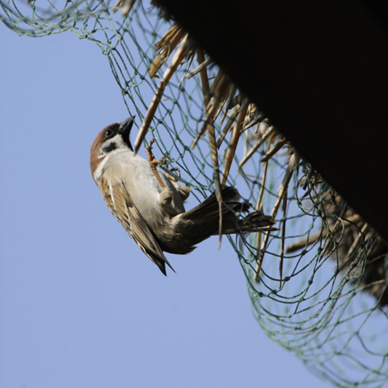 Bird Net (Aħbarijiet) (2)